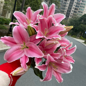 母亲节鲜花香水百合花家用办公室供佛水养插花瓶上海发货同城顺丰
