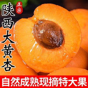 杏子陕西大黄杏水果新鲜当季整箱时令现摘酸甜杏5斤金太阳孕妇10