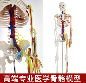 ENOVO颐诺医学人体头骨骼骨架骷髅解剖带神经血管小针刀模型