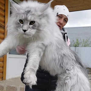 缅因猫幼猫纯种俄罗斯巨型缅因银虎斑烟灰色黑棕虎斑缅因幼崽活体
