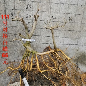 1对节白蜡盆景矮霸熟桩小老桩小树苗子对接白腊微小型办公桌绿植