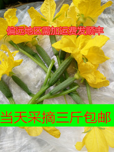 新鲜小黄瓜花青瓜花特菜