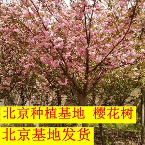 北京地区海棠树玉兰树果树苗红枫树苗银杏树耐寒北方种植庭院别墅