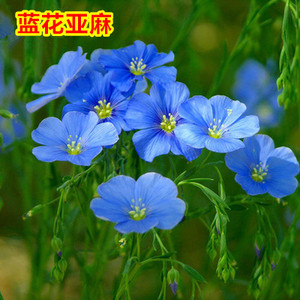 蓝花亚麻种子花种籽子耐寒花卉种子宿根花种子庭院盆栽花种花籽