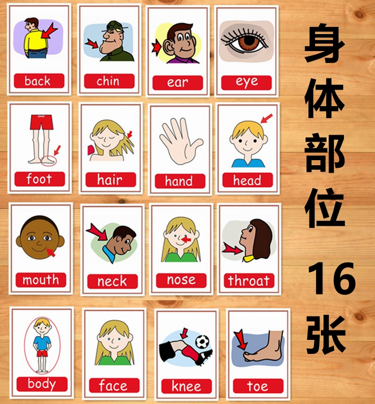 身体部位英语单词大全图片 头条搜索