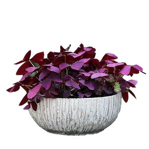 三叶草球根 三叶草球根品牌 价格 阿里巴巴 三叶草球根 三叶草球根品牌 价格 阿里巴巴