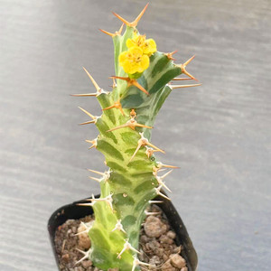 矢毒麒麟 Euphorbia virosa大戟科多肉植物盆栽 螺旋仙人柱开黄花
