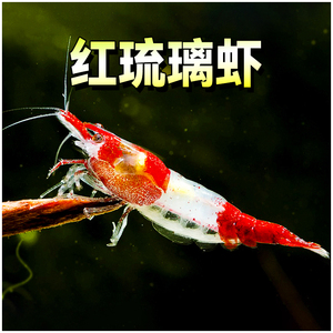 红琉璃虾水草鱼缸淼淼除藻宠物活体热带淡水观赏工具小型米虾