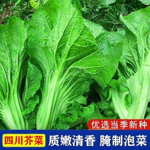 包心芥菜种子四川宽帮大肉青菜籽奶奶青春秋天四季泡菜腌制酸菜孑