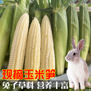 新鲜玉米笋兔子草料食物玉米叶玉米须小兔豚鼠荷兰猪粮草饲料干粮