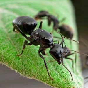 日本弓背蚁 大型新手蚂蚁可繁殖真蚁后蚂蚁工坊蚂蚁城堡 千蚁千寻