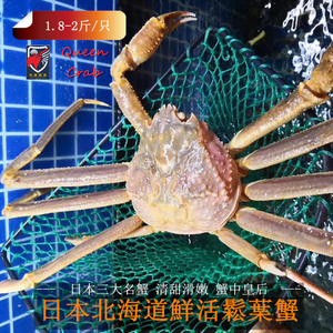 俄罗斯日本进口活海鲜北海道松叶蟹雪鳕蟹甜美长腿皇后1.8-2斤/只