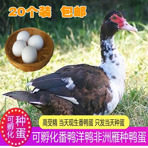 番鸭种蛋受精蛋可孵化洋鸭种蛋鸭蛋红脸美洲雁受精种蛋10枚包邮