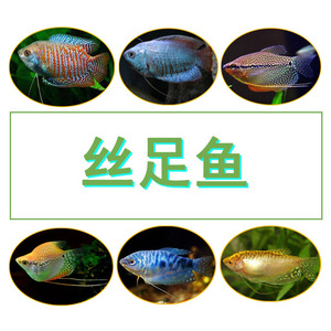 蓝曼龙鱼除蛋白虫五彩蓝丽丽珍珠黄金马甲球鱼蜜鲈热带鱼活体包邮