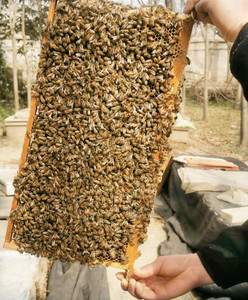 活体蜂疗蜜蜂 蜂针蜂毒疗法 螳螂饲料异宠 蜂蛰 亲子娱乐包邮包活