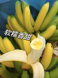 云南红河香蕉10斤新鲜采摘现摘现发皮薄易剥香甜软糯小香蕉