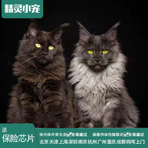 大型缅因猫宠物猫活体幼崽巨型挪威森林猫咪幼猫布偶猫猫舍可上门