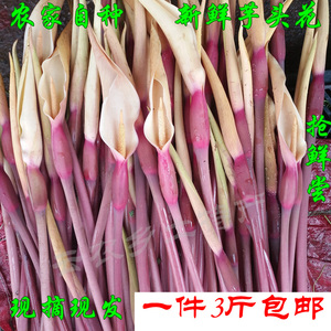 芋头花 云南特产新鲜蔬菜 紫色芋头花 芋头杆芋荷花芋苗花3斤包邮