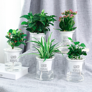 透明塑料花盆 淘宝拼多多热销透明塑料花盆货源拿货 阿里巴巴货源 透明塑料花盆 淘宝拼多多热销透明塑料花盆货源拿货 阿里巴巴货源