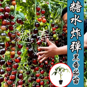 黑色超甜圣女果种子樱桃小番茄水果蔬菜苗盆栽阳台春季四季西红柿