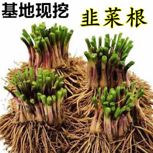 盆栽蔬菜韭菜根绿色蔬菜种苗蔬菜种子家庭园艺绿植四季种植包成活