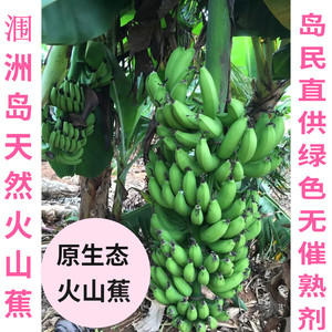 净5斤广西北海涠洲岛香蕉孕妇水果banana当季新鲜青皮无催熟辅食