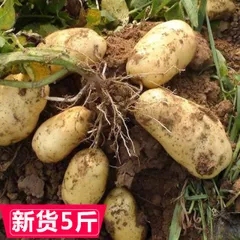 东北农家黄麻子土豆黄心马铃薯 土豆绿色自家种植五斤包邮