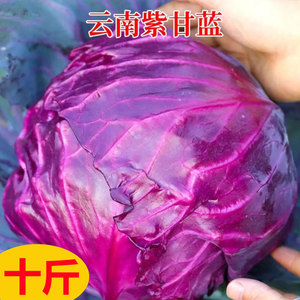云南新鲜紫甘蓝紫包菜蔬菜沙拉做泡菜专用干锅包菜酸脆爽口现砍