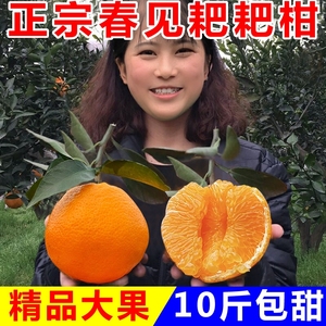 正宗四川青见耙耙柑10斤新鲜水果当季整箱丑橘子特级粑粑柑果冻橙