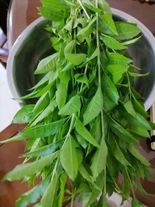 指甲叶散沫花新鲜叶子，已打好的叶泥，纯天然的染发材料