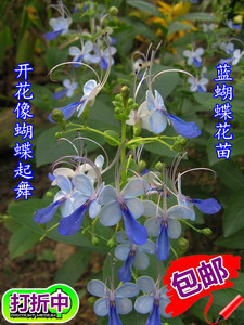 蓝蝴蝶花苗阳台盆栽花卉植物蝴蝶兰四季开花蓝色奇特花朵易养好活