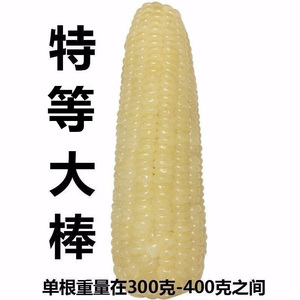 十根糯玉米大棒单根330-430克新鲜速冻散装黏玉米软甜糯0添加冷冻