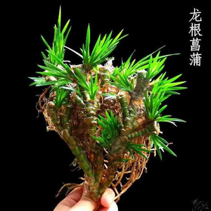 菖蒲草工具龙根菖蒲植物盆景龟石中式办公桌常青盆栽水培草微景观