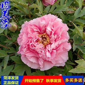 菏泽小张牡丹花苗【肉芙蓉】粉色系 生长势强 庭院阳台盆栽花卉