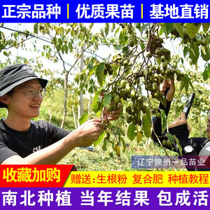 软枣猕猴桃苗龙城二号自花授粉南北方种植东北耐寒圆枣子当年结果