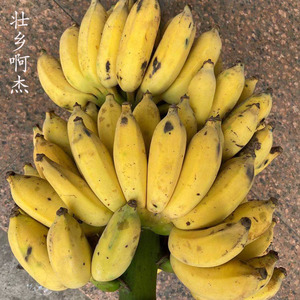云南野芭蕉小米蕉西贡蕉山地芭蕉树上自然熟应季水果5-9斤包邮