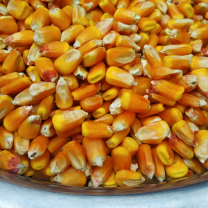 山西太行山区农家自种老品种笨玉米粒苞米粒食用老玉米粒干玉米籽