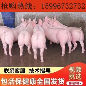 原种太湖母猪纯种苏太二元母猪杜洛克大长白约克种公猪小猪仔活苗