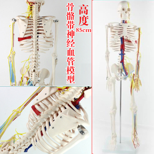ENOVO颐诺医学人体头骨骼骨架骷髅解剖带神经血管小针刀脊柱模型