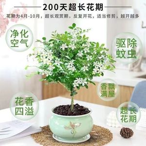 九里香盆栽水培植物老桩四季室内开花卉绿植精品七里香千里香树苗