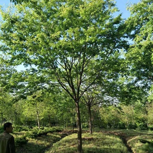 榉树苗庭院道路市政工程苗行道树苗正宗红榉树大树苗日本榉树盆景