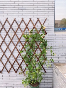 户外防腐伸缩实木栅栏碳化阳台围栏花园墙壁挂装饰爬藤架白色网格