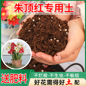 朱顶红球根专用土花卉养花种植土通用型营养土家用有机土多元土