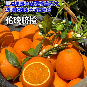 正宗湖北宜昌伦晚脐橙大果橙子当季新鲜水果产地直发孕妇小孩