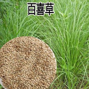 百喜草种子道路护坡 宽叶雀碑草公路 堤坝耐寒耐高温绿化草坪种子