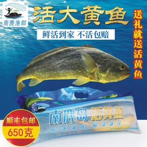 刺身级别黄花鱼水产南麂岛大黄鱼鲜活海产650g生鲜礼品活鱼海鲜