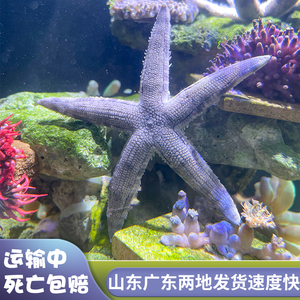 翻砂海星宠物海水鱼缸海洋生物观赏动物派大星海星海缸翻砂造景