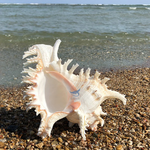 千手螺麒麟螺海洋天然贝壳标本大海螺鱼缸水族造景居家摆件地中海