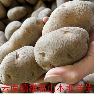 云南昭通特产本地老品种黄心洋芋土豆每份10斤包邮