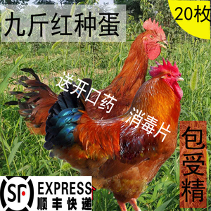 纯种九斤红种蛋可孵化红玉380肉鸡小鸡大型九斤黄土鸡受精蛋包邮
